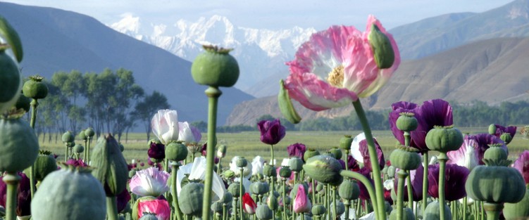 Field of poppys in mountain valley in Afghanistan